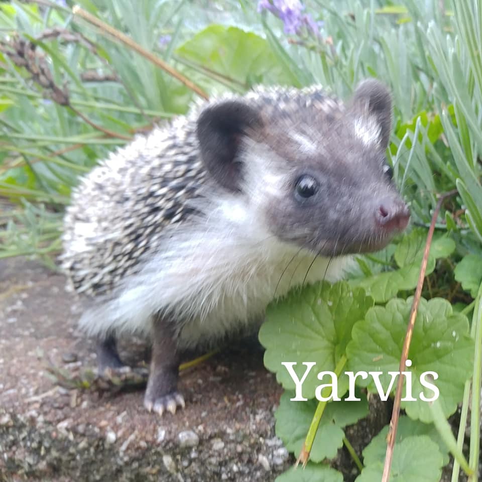 Our Herd the hedgies of Hedgehog Valley